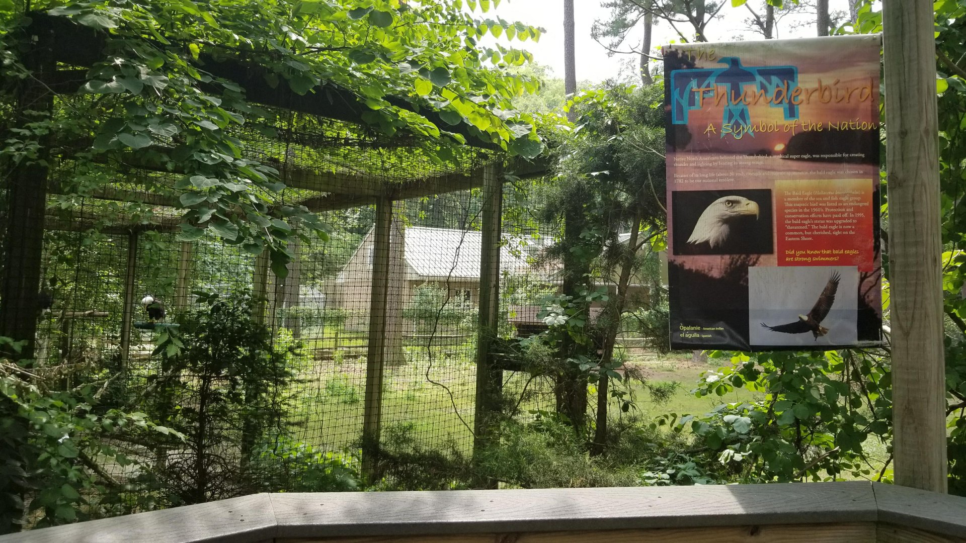 Bald eagle enclosure