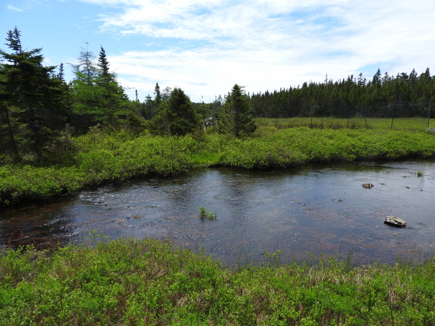 Bald Eagle enclosure