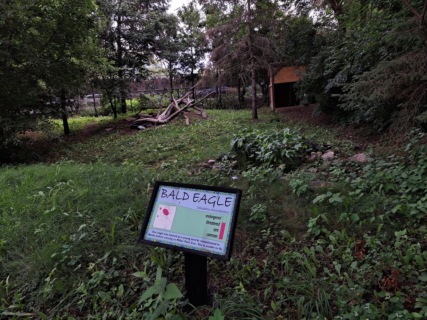 Bald Eagle enclosure