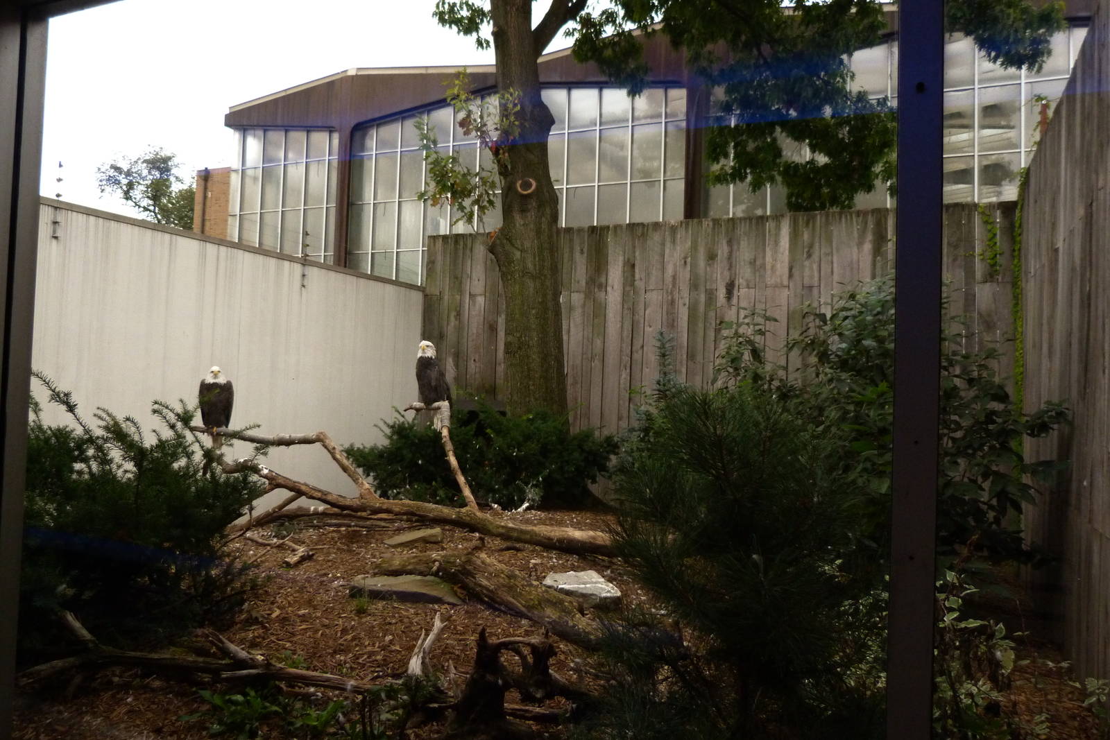 Bald Eagle Exhibit 10-12-12