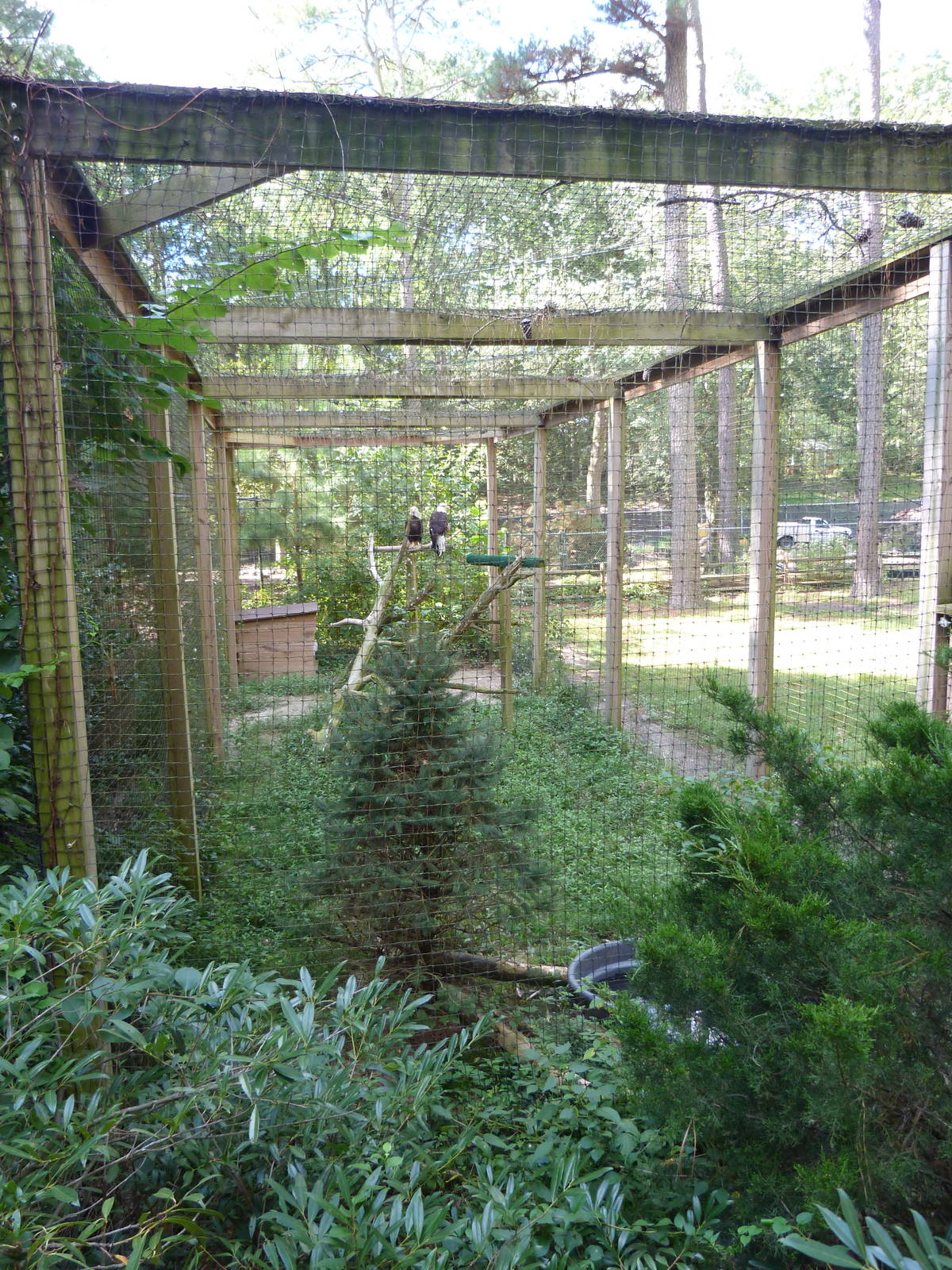 Bald Eagle Exhibit - 9/7/2013