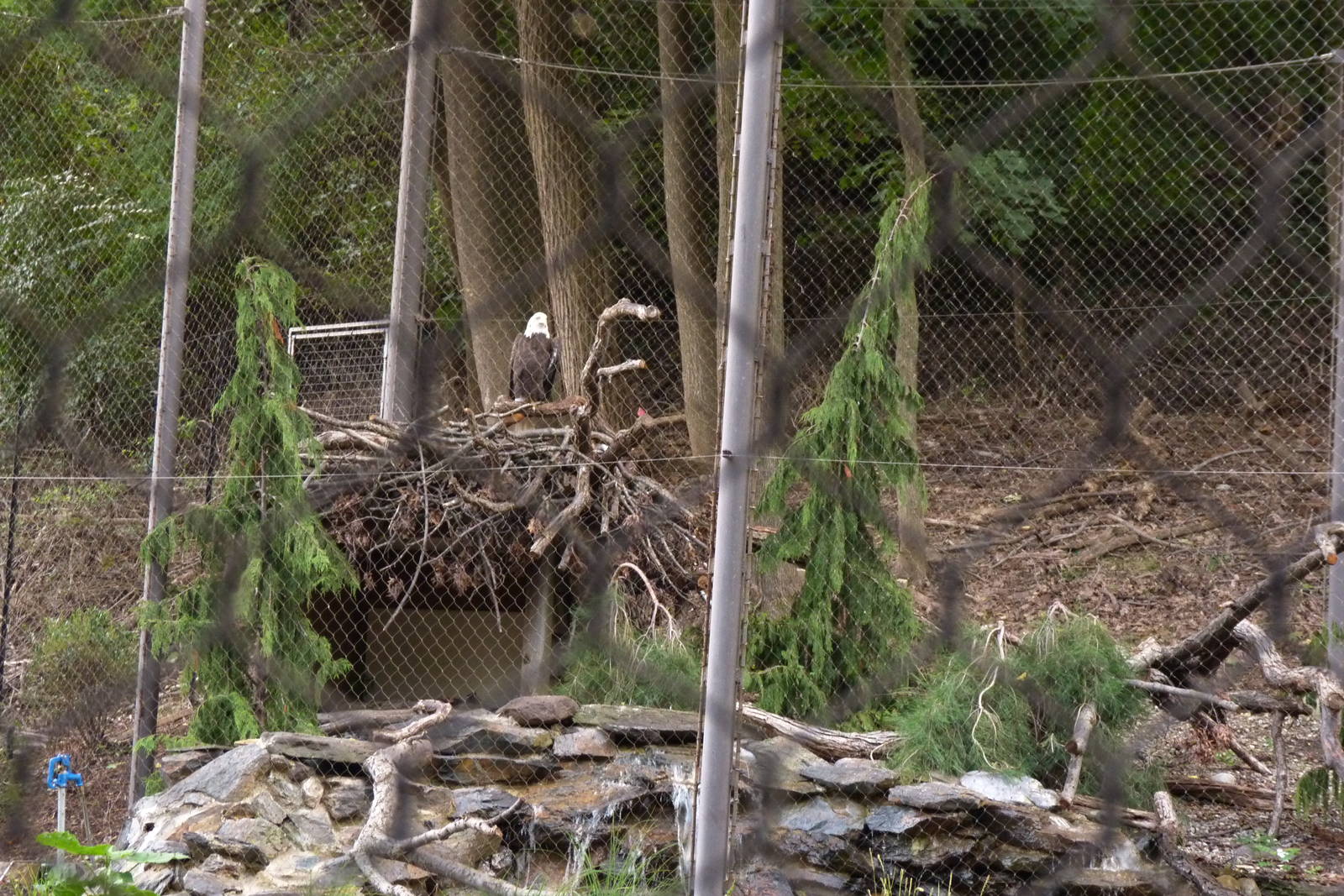 Bald Eagle Exhibit (American Trails) 9-6-12