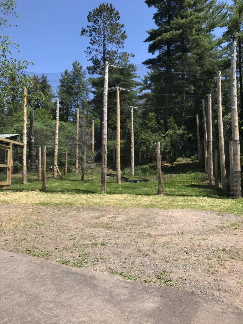 Bald eagle exhibit construction