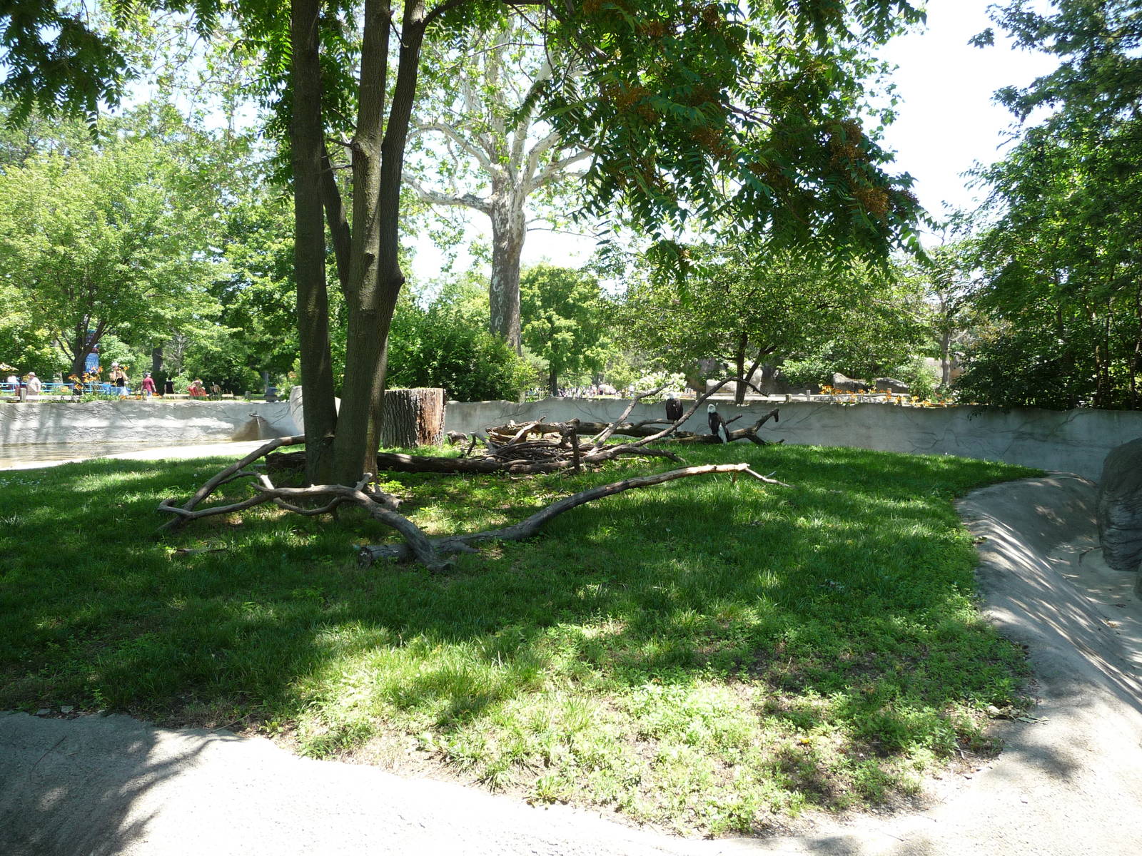 Bald Eagle Exhibit - Detroit Zoo