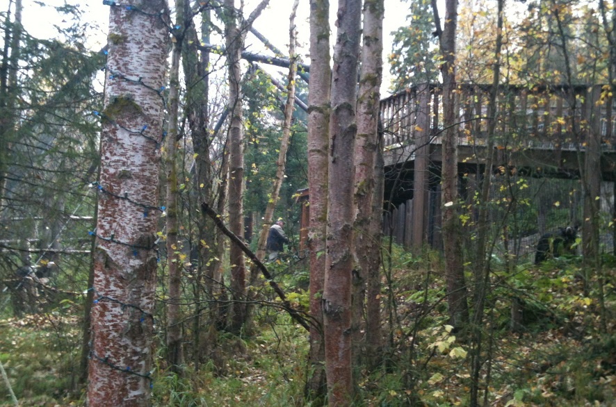 Bald Eagle Exhibit, Keeper, American Black Bear Exhibit