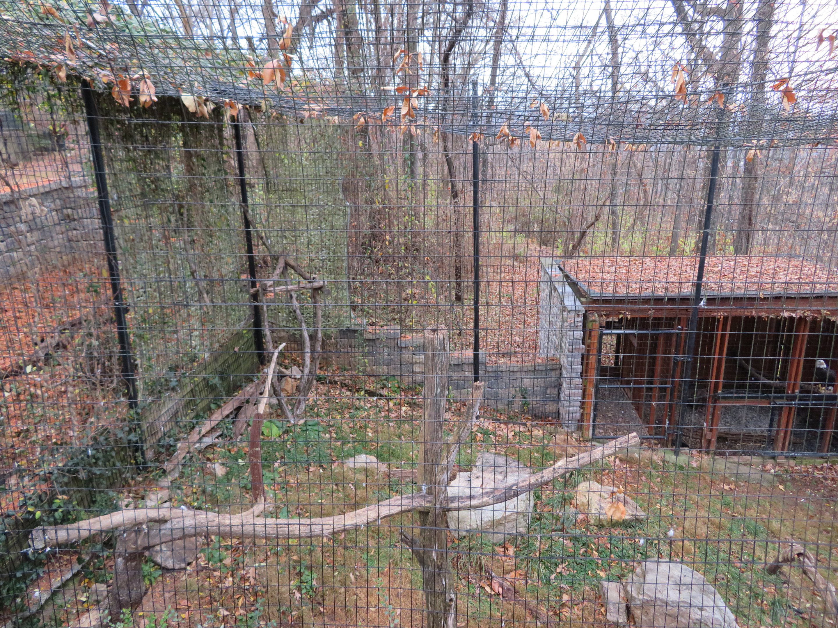 Bald Eagle Exhibit (Left Half)