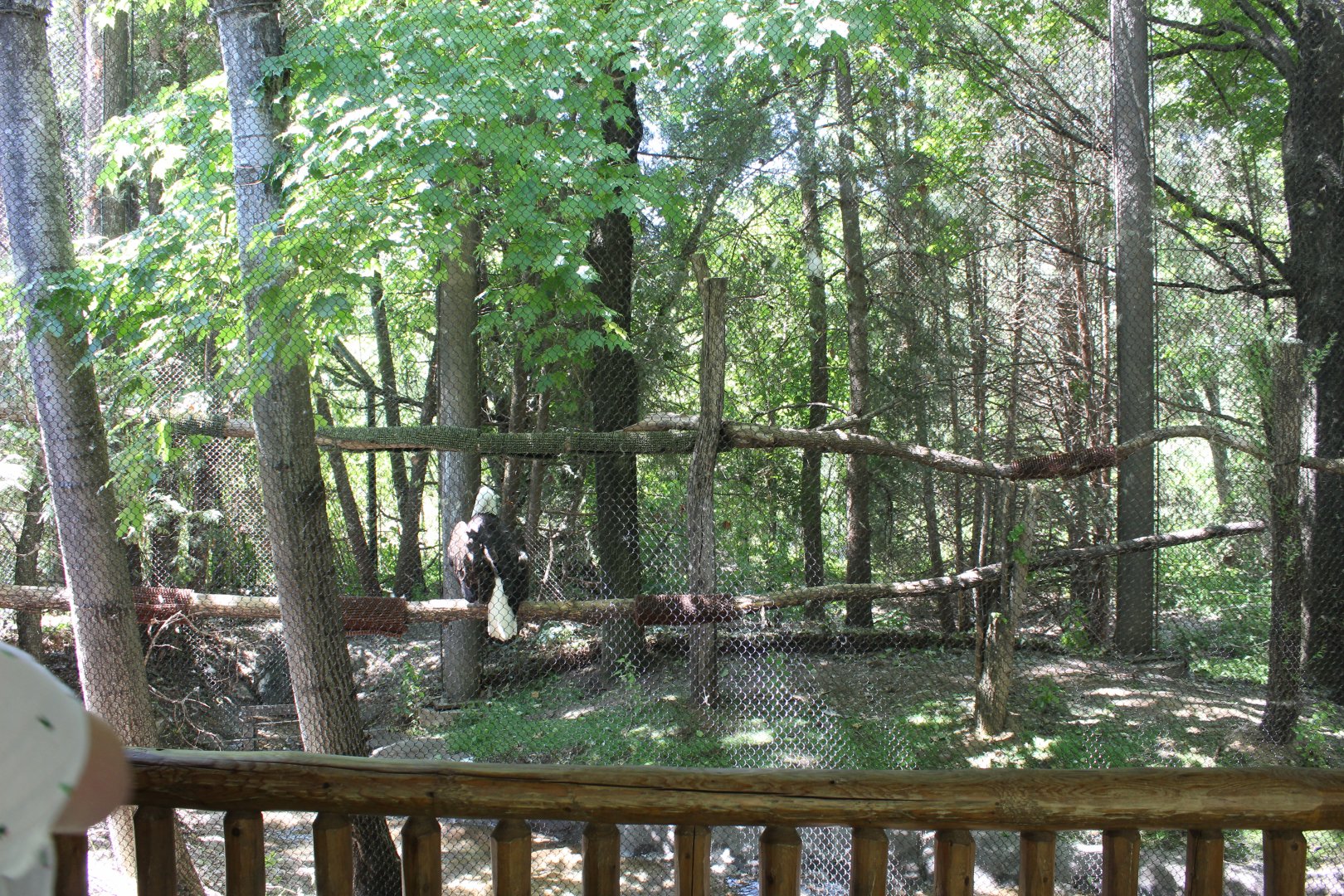 Bald Eagle Exhibit - Minnesota Trail