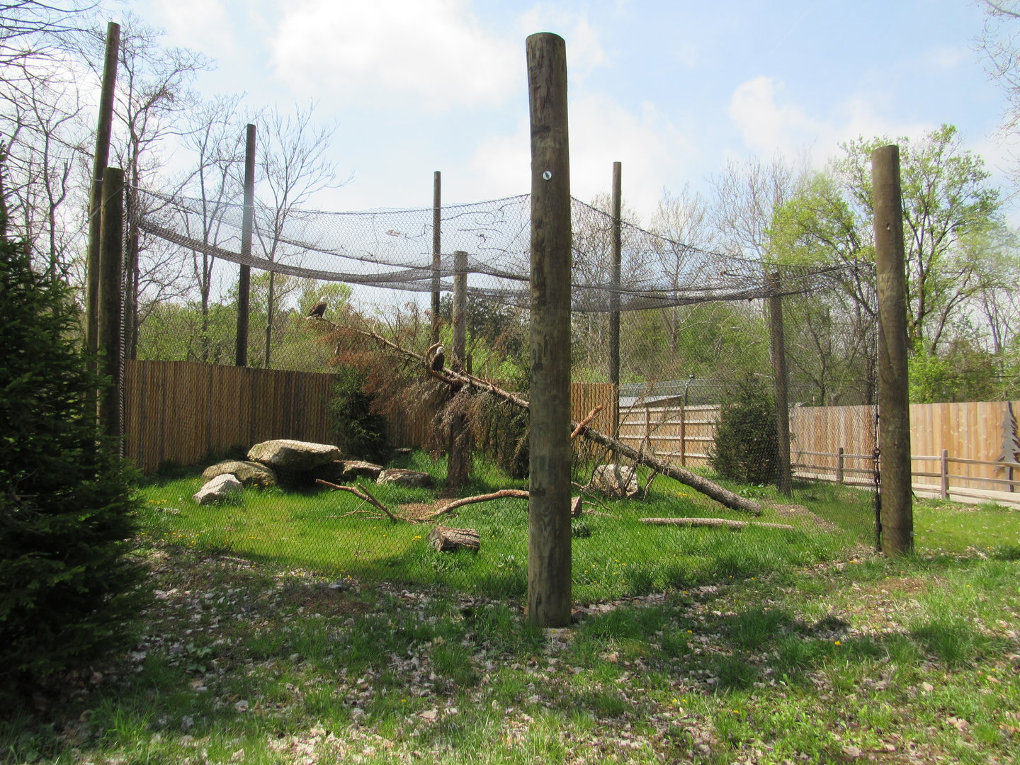 Bald Eagle Exhibit (New in 2022) - 5/7/23