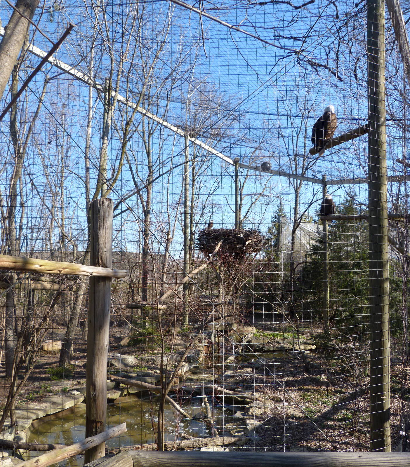 Bald Eagle Exhibit - North America