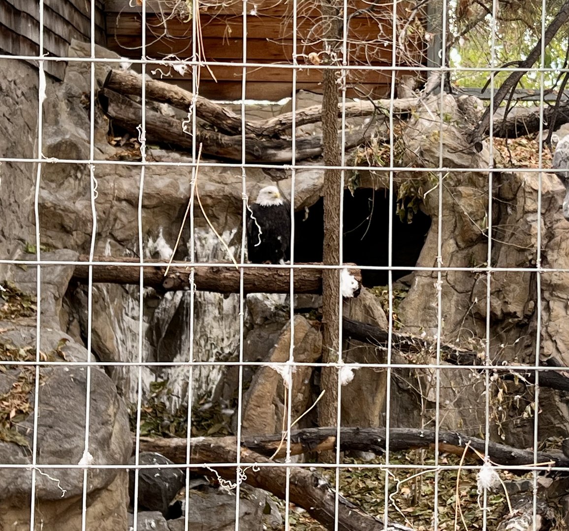 Bald Eagle Exhibit - Perhaps the only bird exhibit open