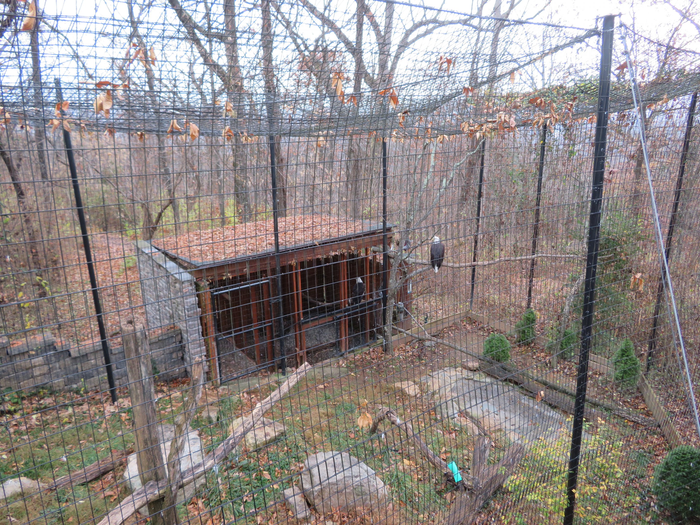 Bald Eagle Exhibit (Right Half)