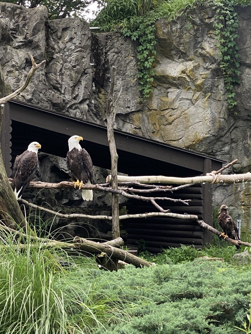 Bald Eagle Exhibit - Roger Williams Park Zoo