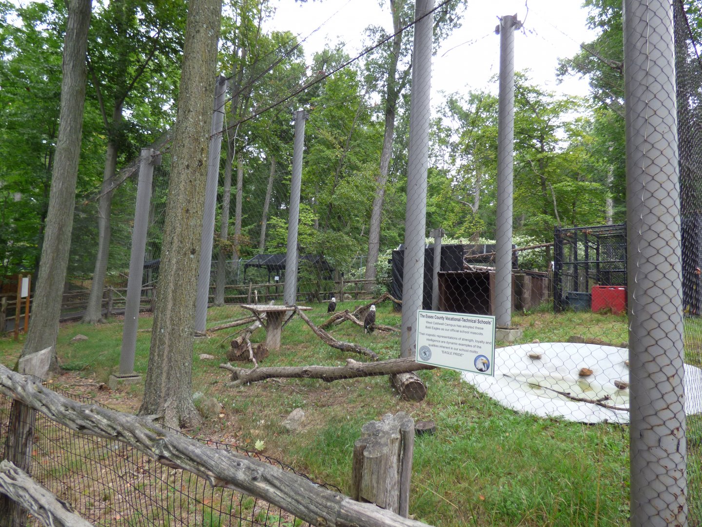 Bald Eagle Exhibit - Sept. 2018