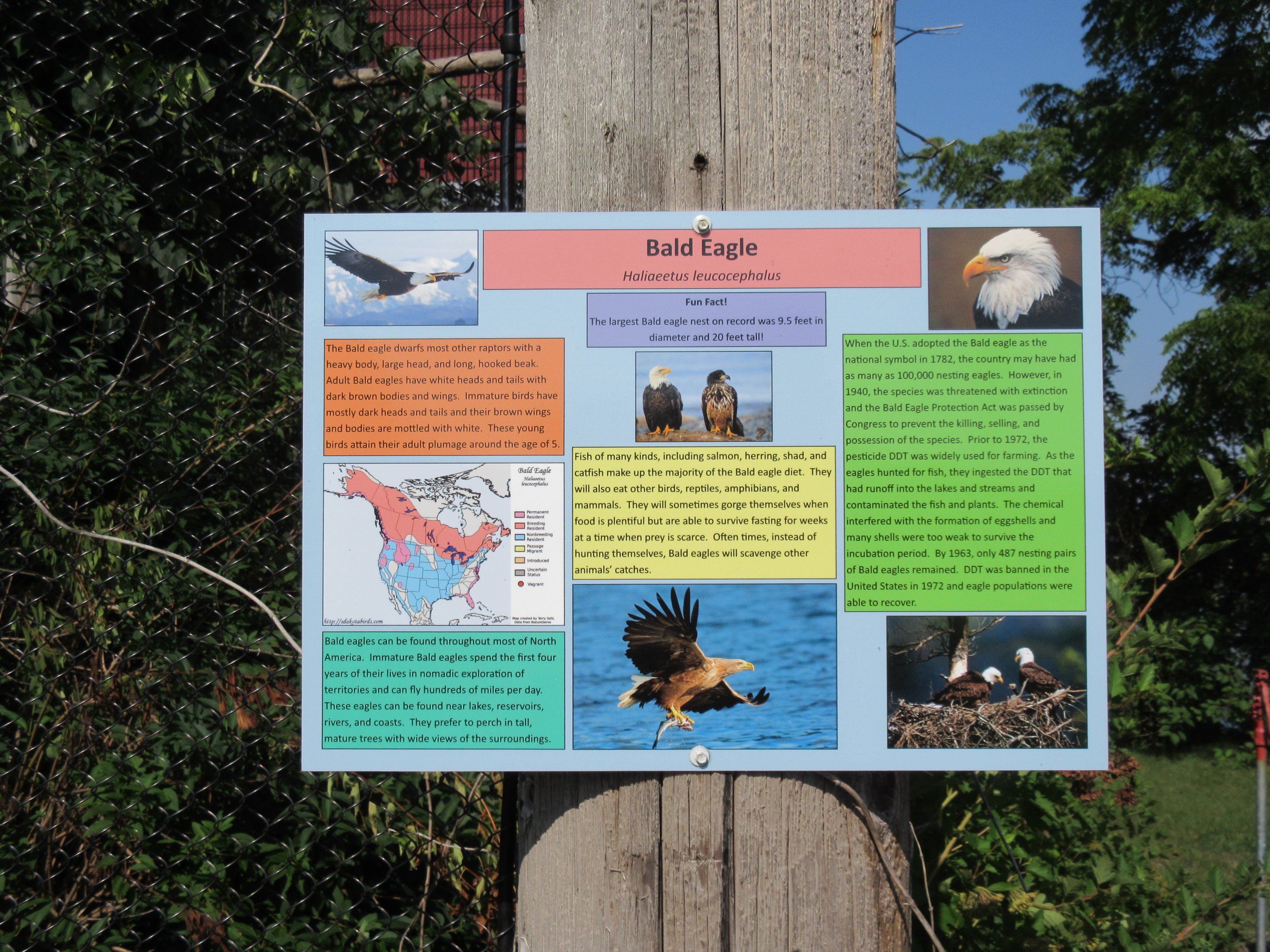 Bald Eagle Exhibit Sign (looks great!)