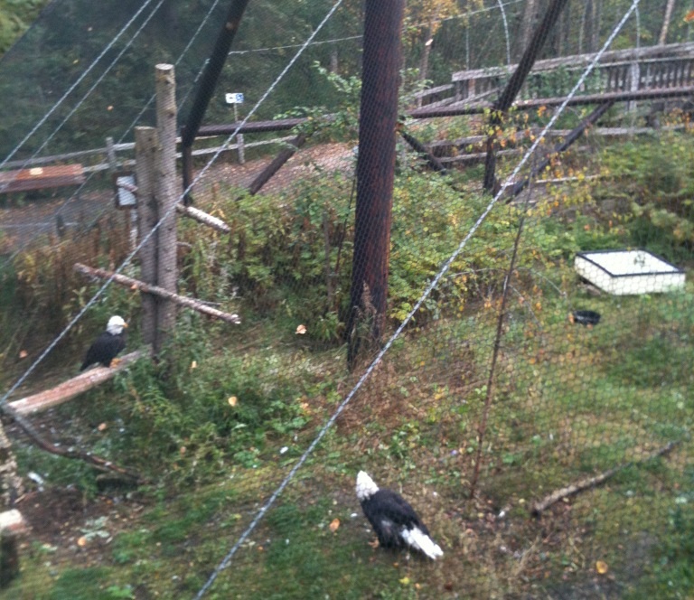 Bald Eagle Exhibit viewed from walkway overlooking Black Bear exhibit.