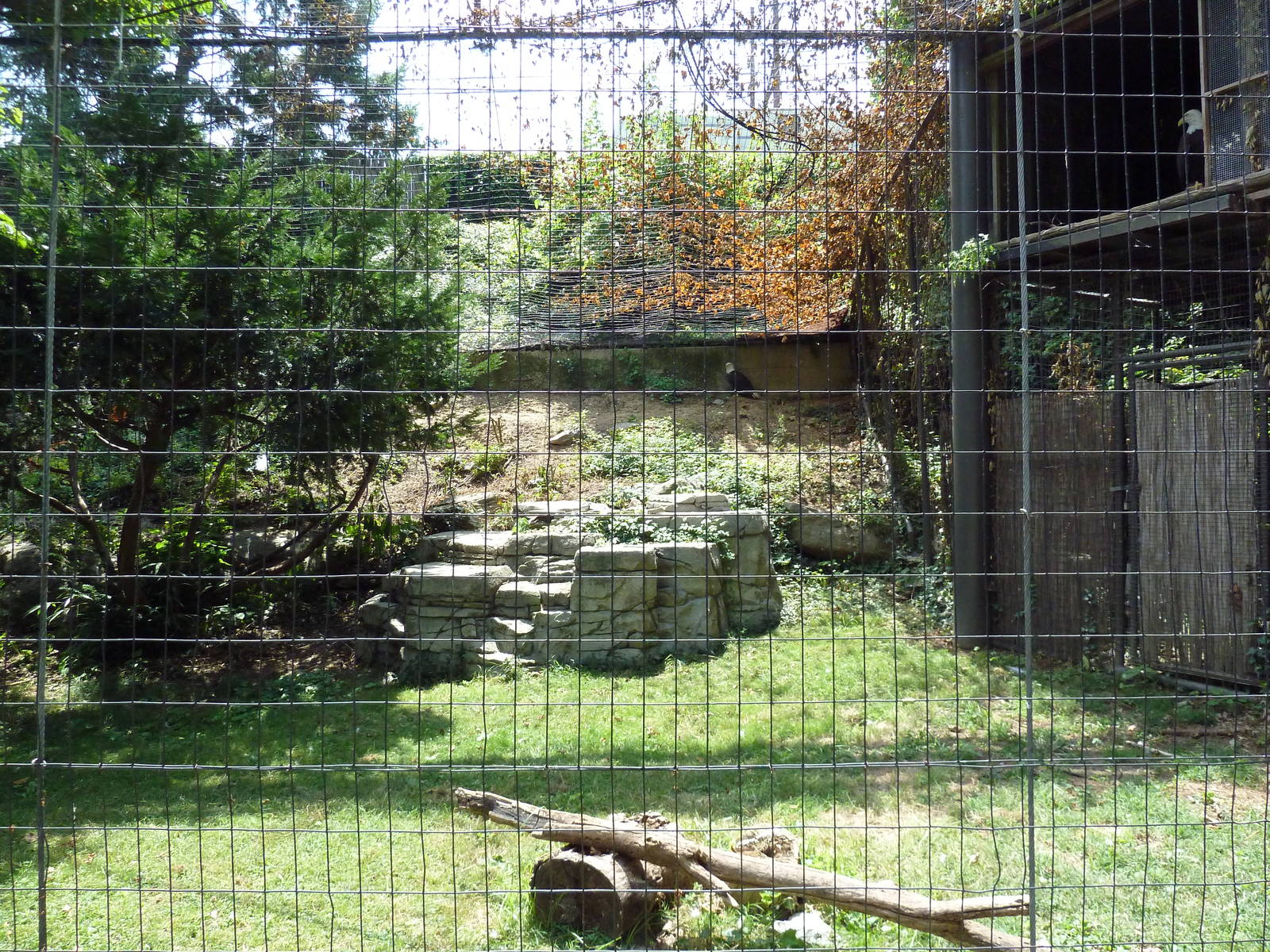 Bald Eagle Exhibit