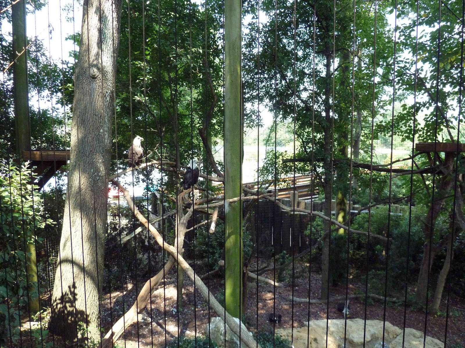 Bald Eagle Exhibit