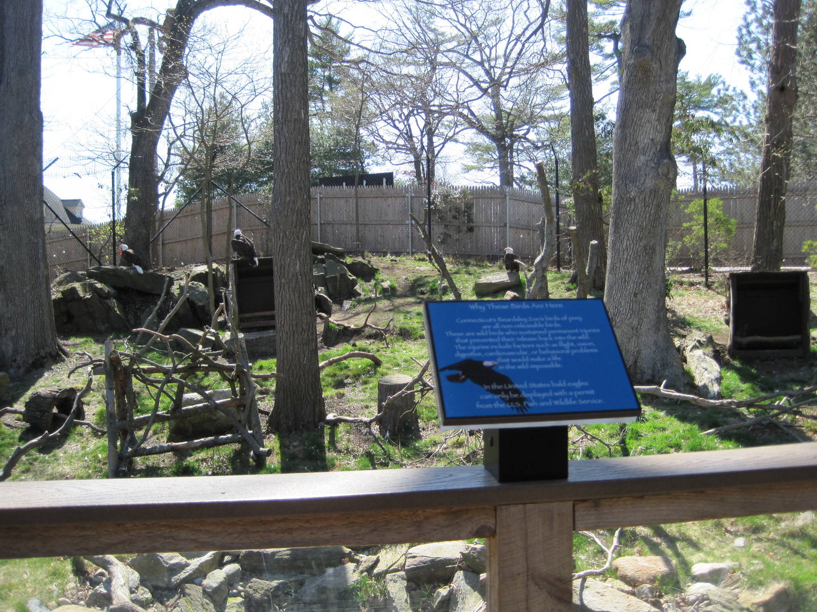 Bald Eagle Exhibit