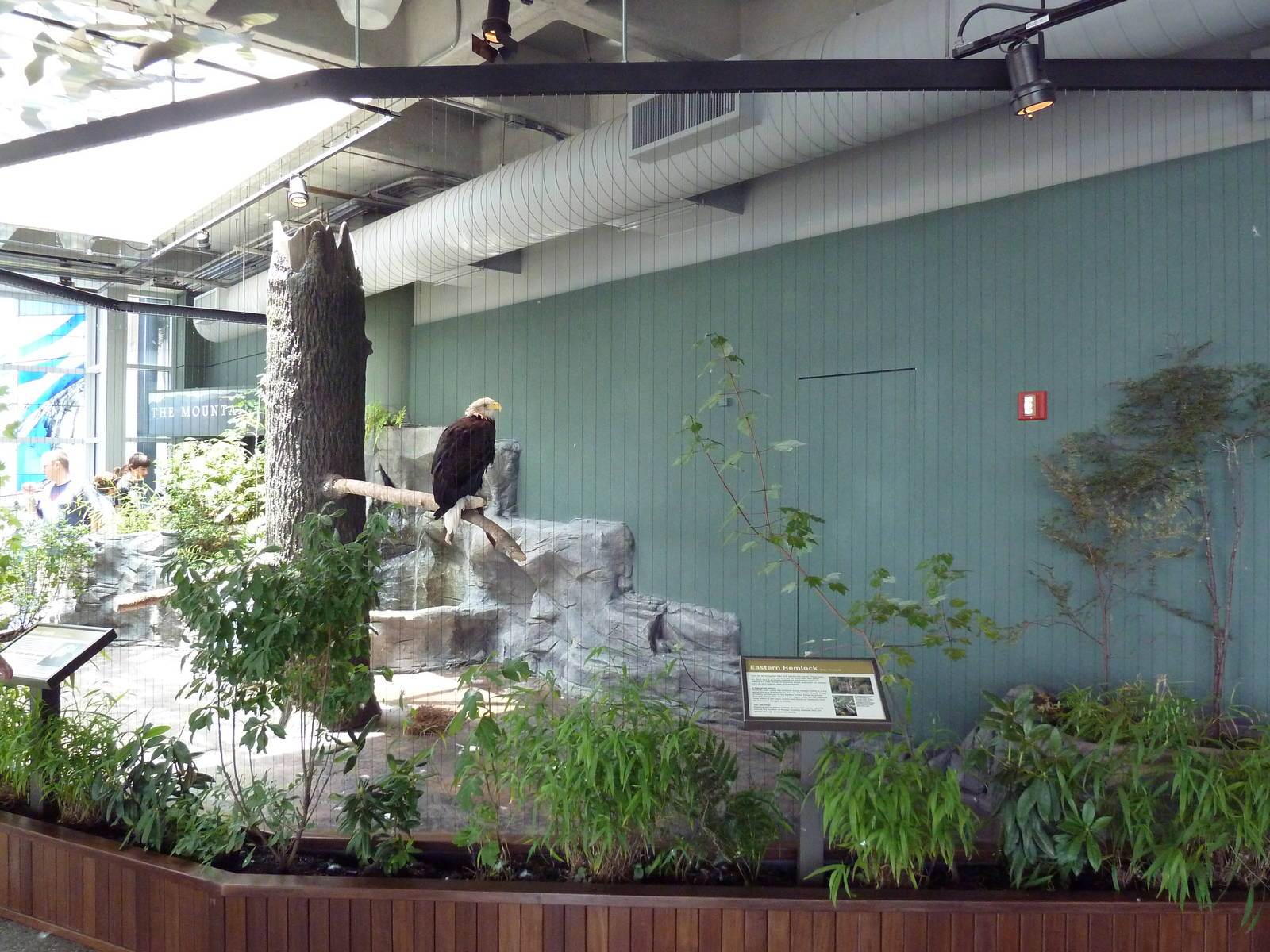 Bald Eagle Exhibit