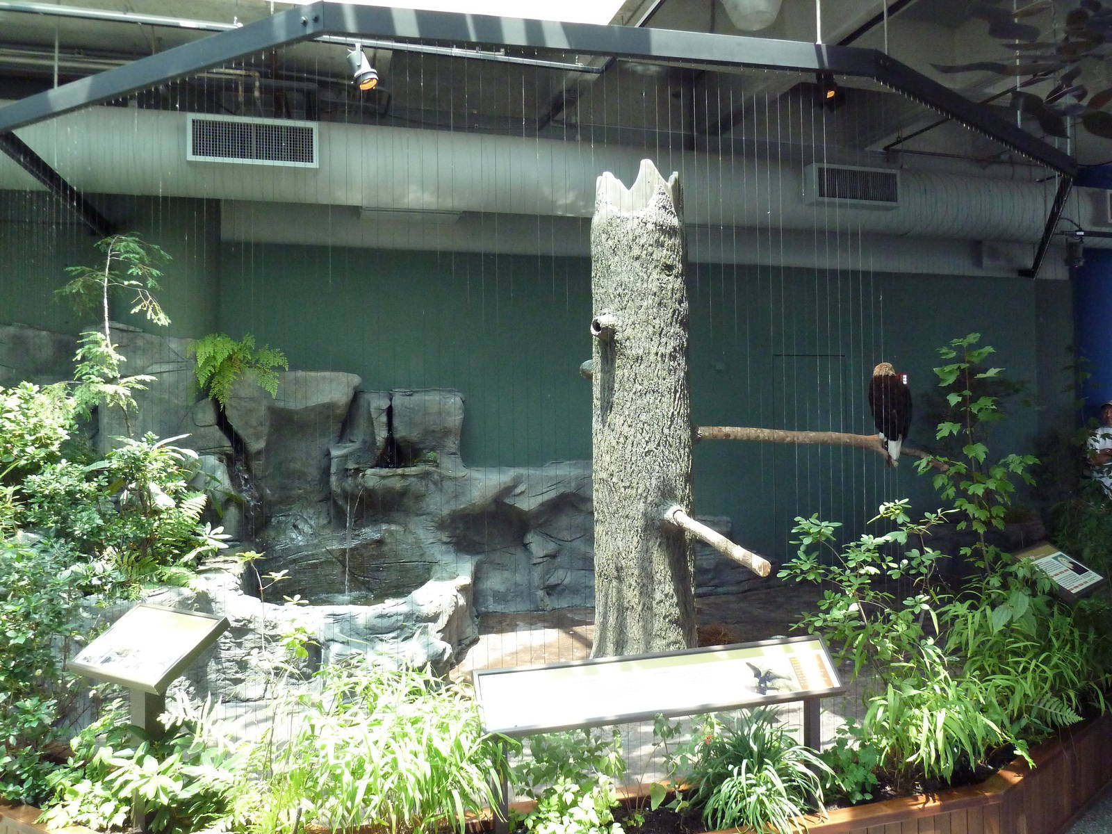 Bald Eagle Exhibit
