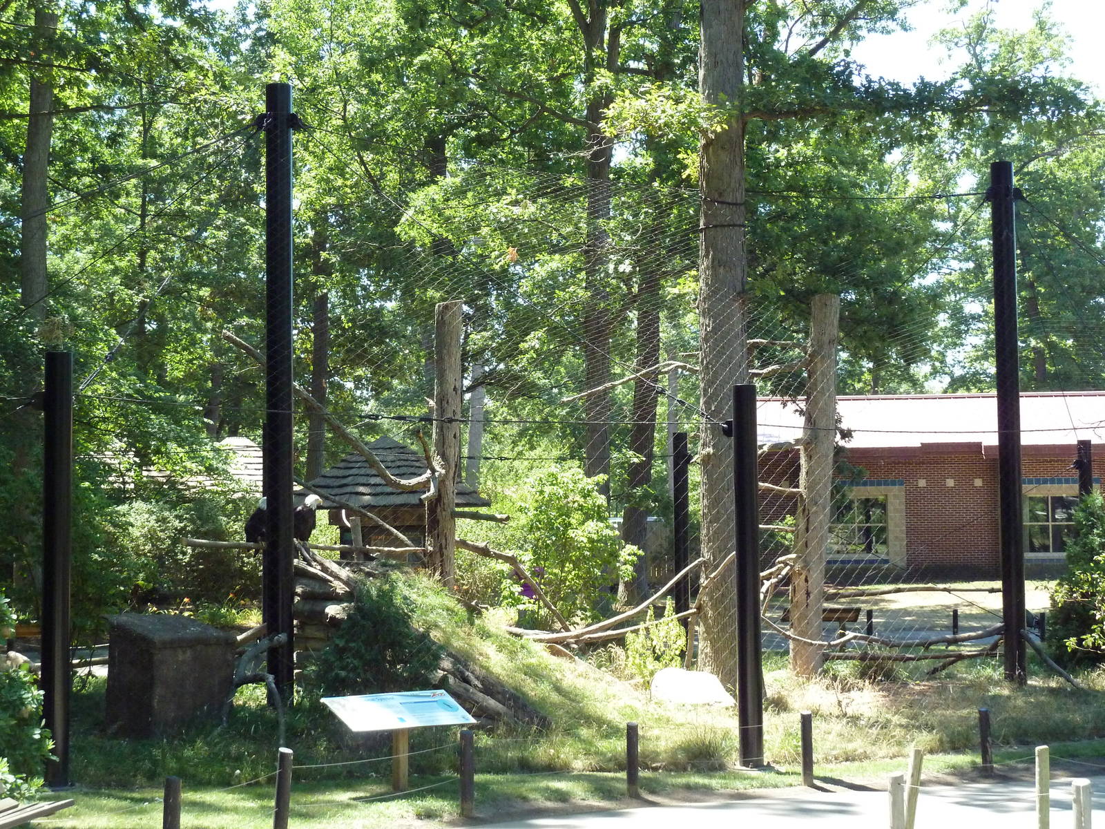 Bald Eagle Exhibit