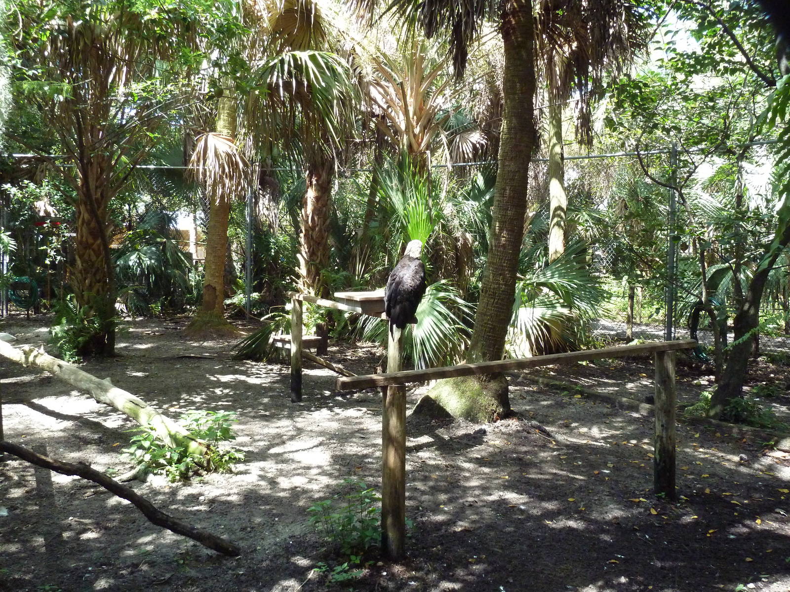 Bald Eagle Exhibit