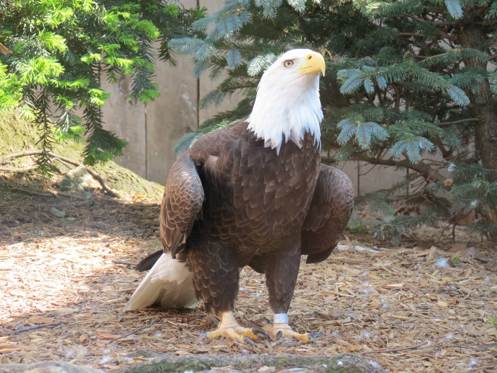 Bald Eagle Exhibit