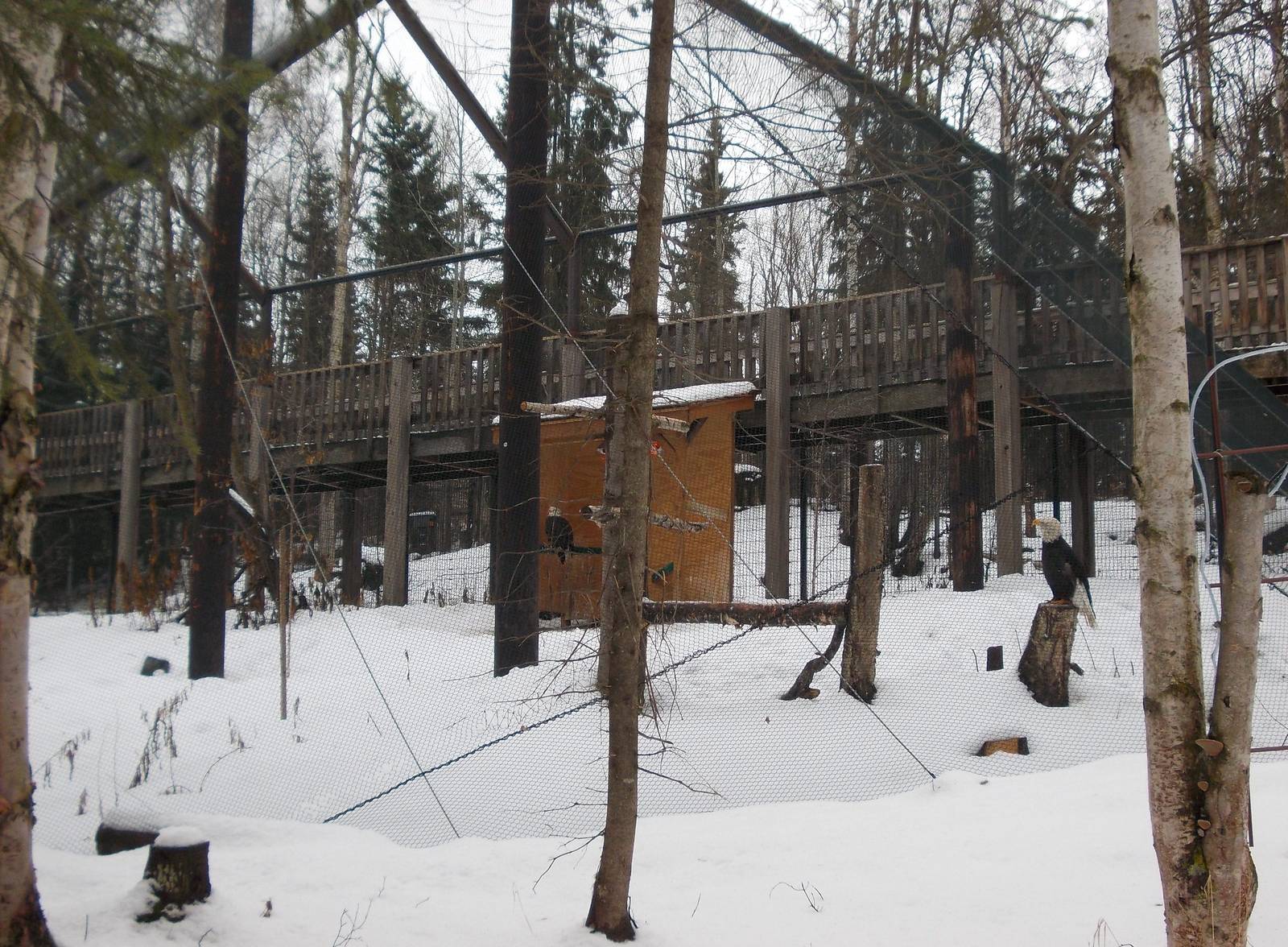 Bald Eagle Exhibit