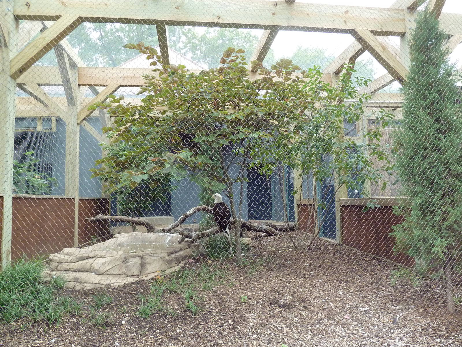 Bald Eagle Exhibit