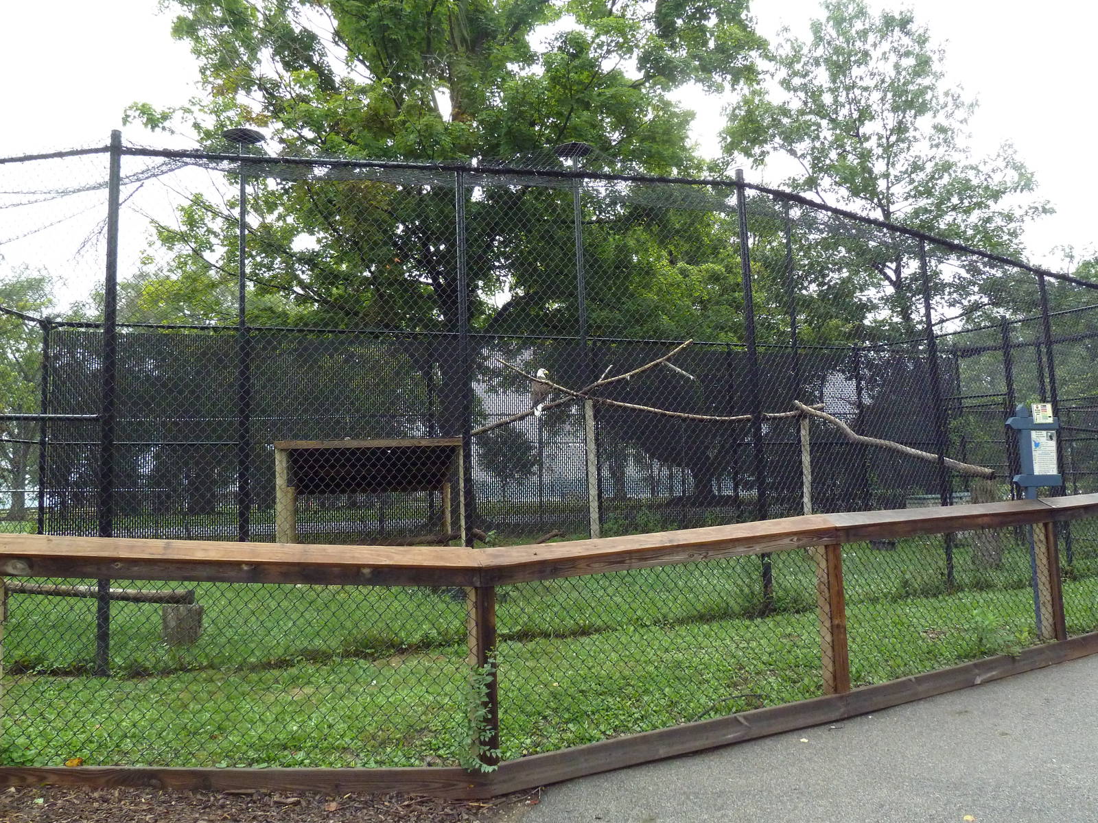 Bald Eagle Exhibit