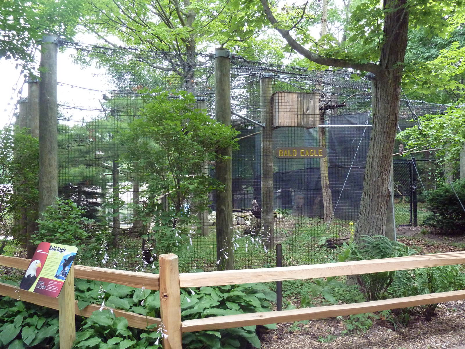 Bald Eagle Exhibit