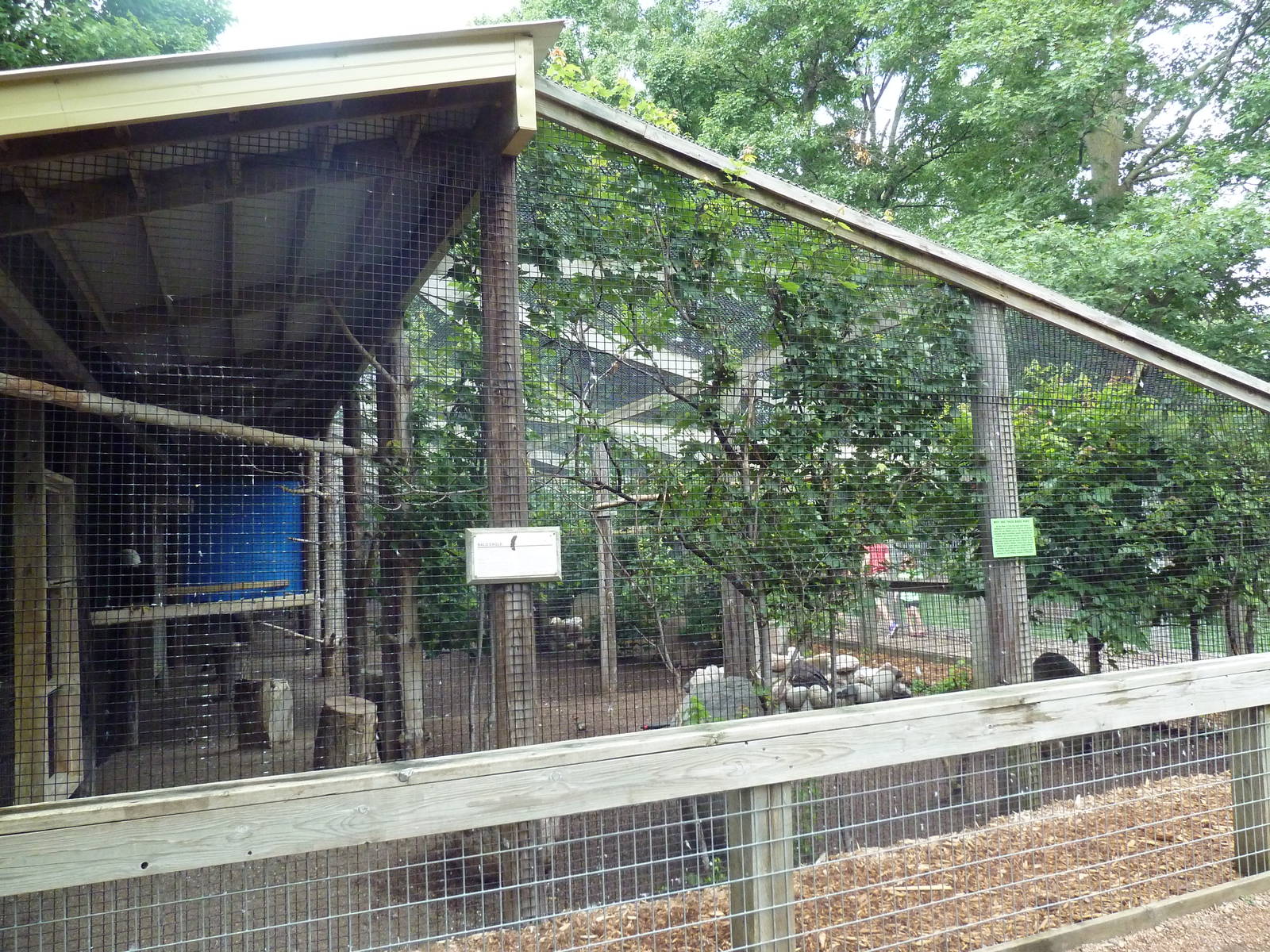 Bald Eagle Exhibit