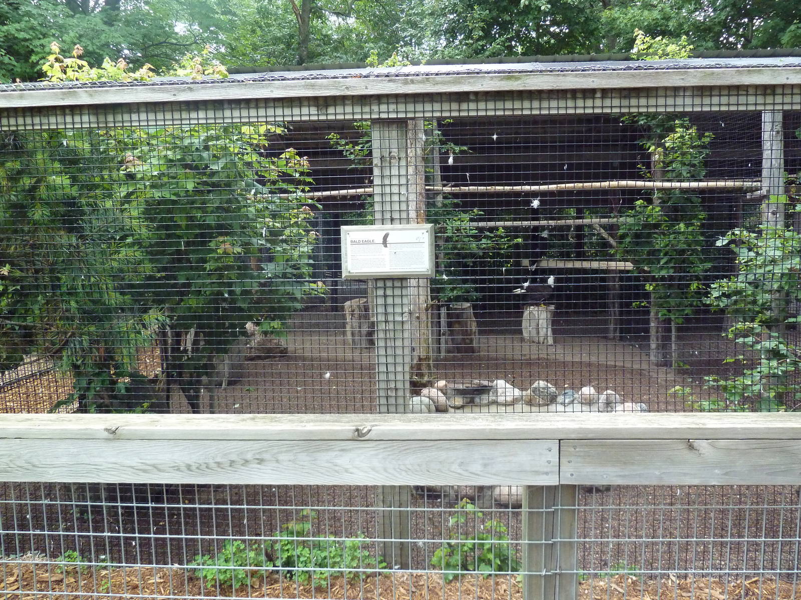 Bald Eagle Exhibit