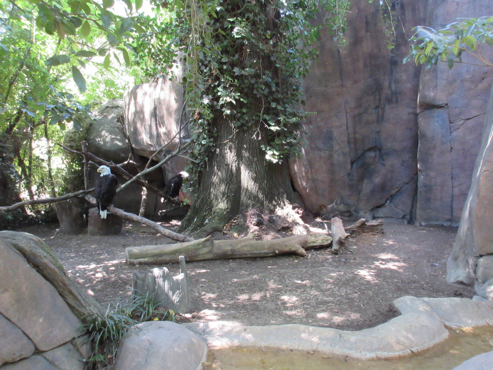 Bald Eagle Exhibit