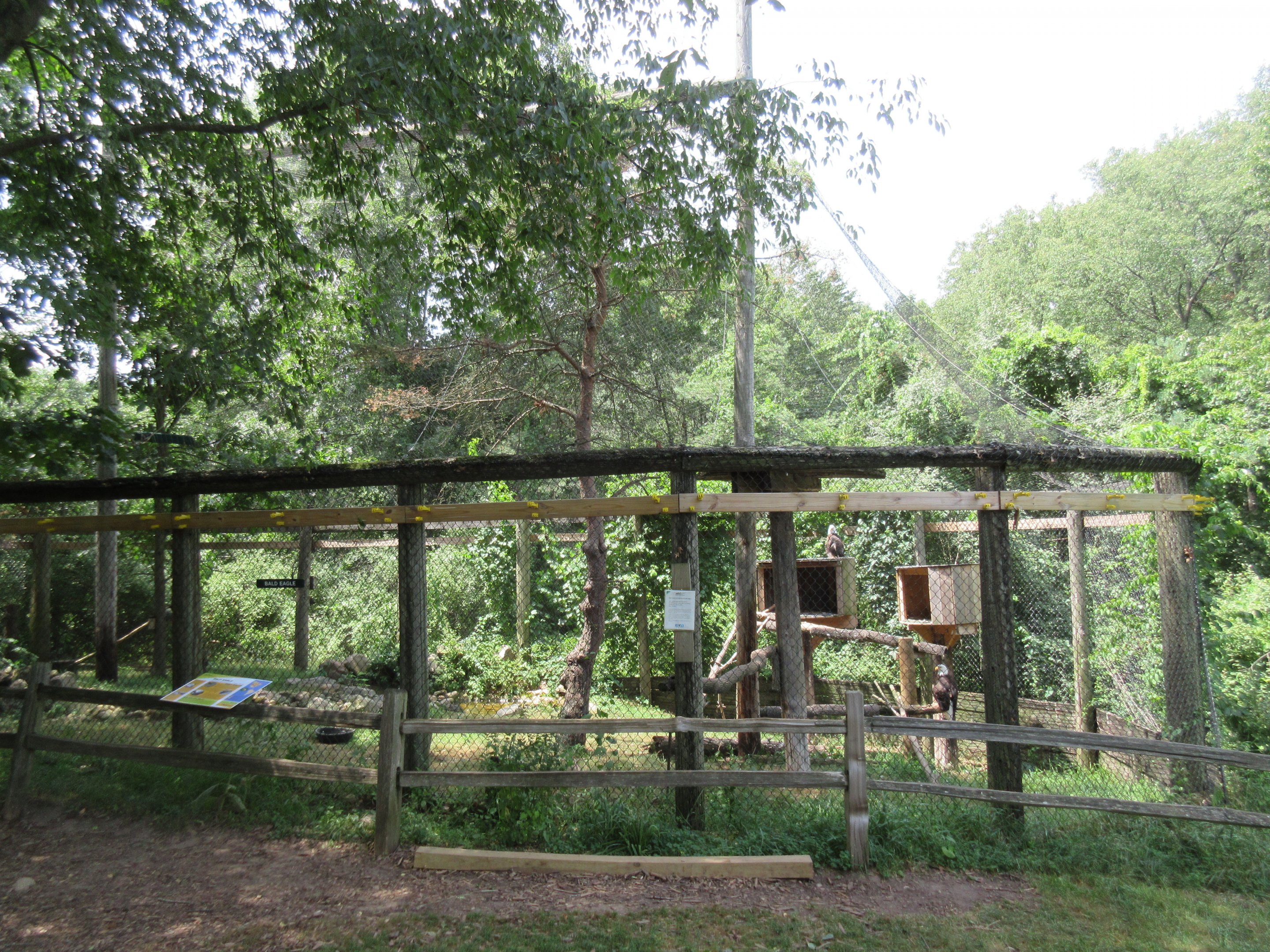 Bald Eagle Exhibit