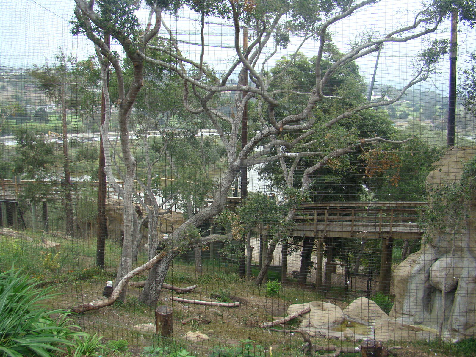 Bald Eagle exhibit