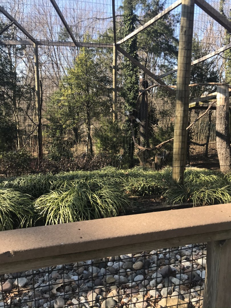 Bald eagle exhibit