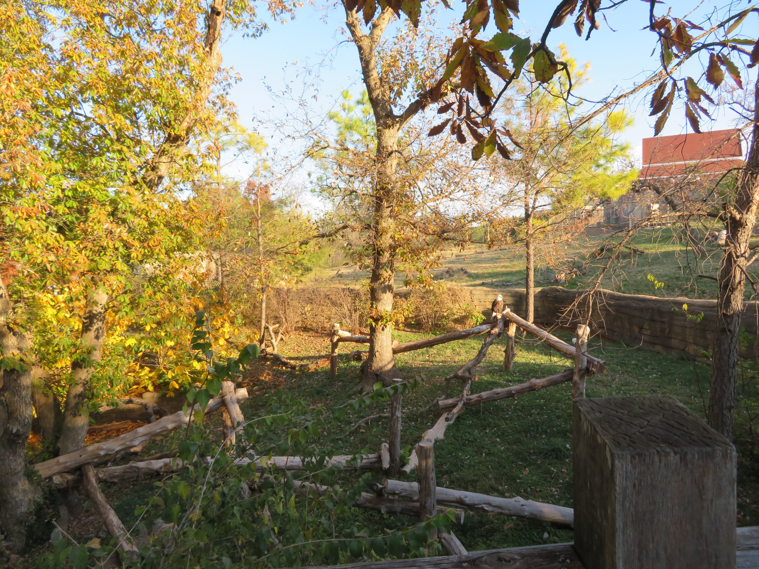 Bald Eagle Exhibit