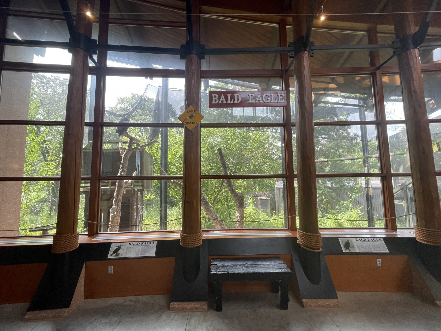 Bald Eagle Exhibit
