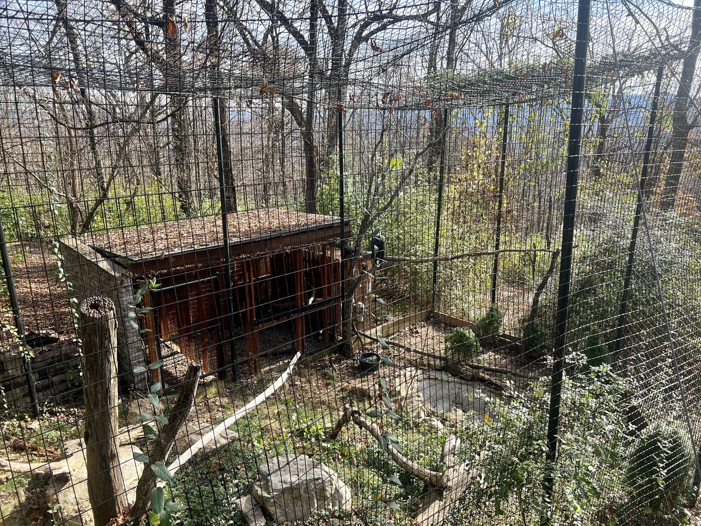 Bald Eagle Exhibit