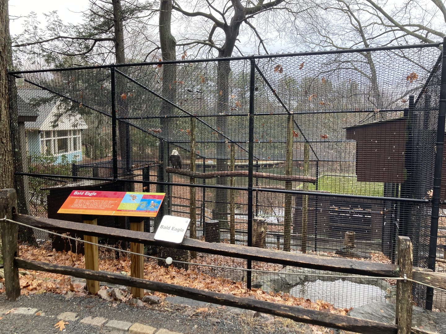 Bald Eagle Exhibit