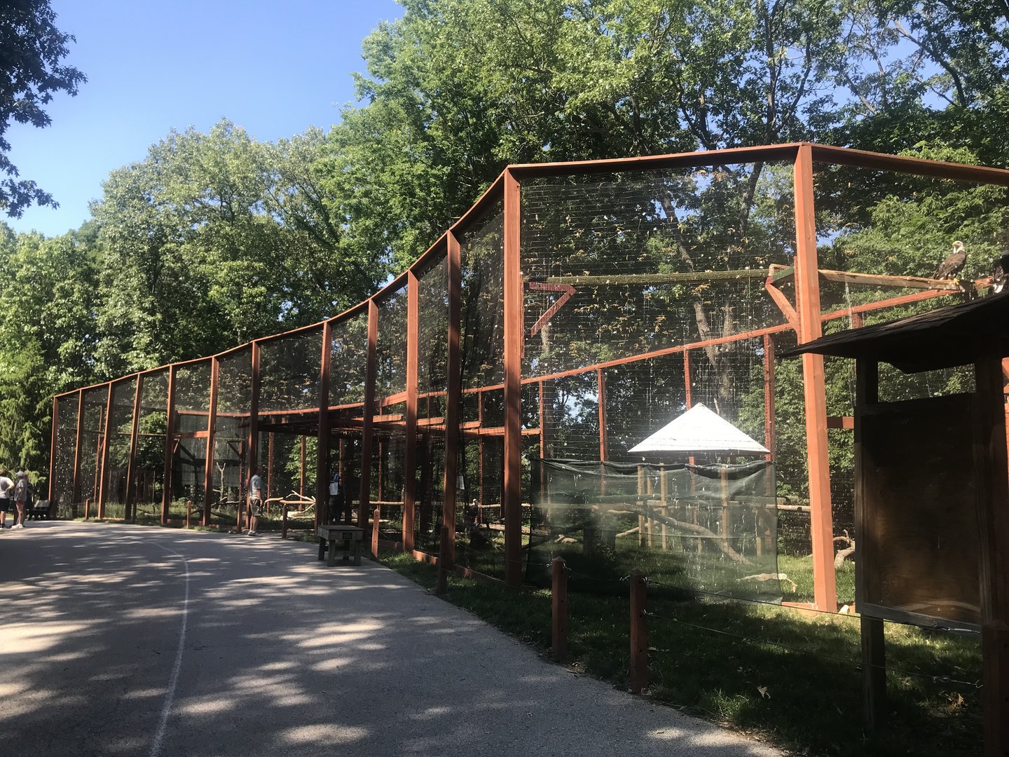 Bald Eagle Exhibit