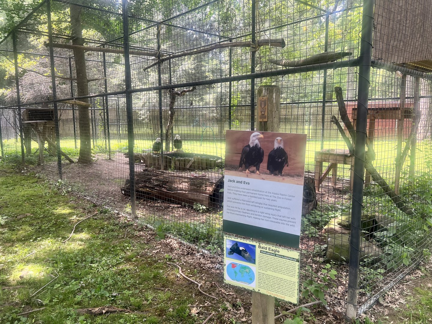 Bald Eagle Exhibit