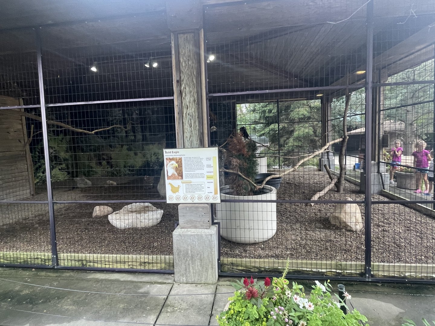 Bald Eagle Exhibit