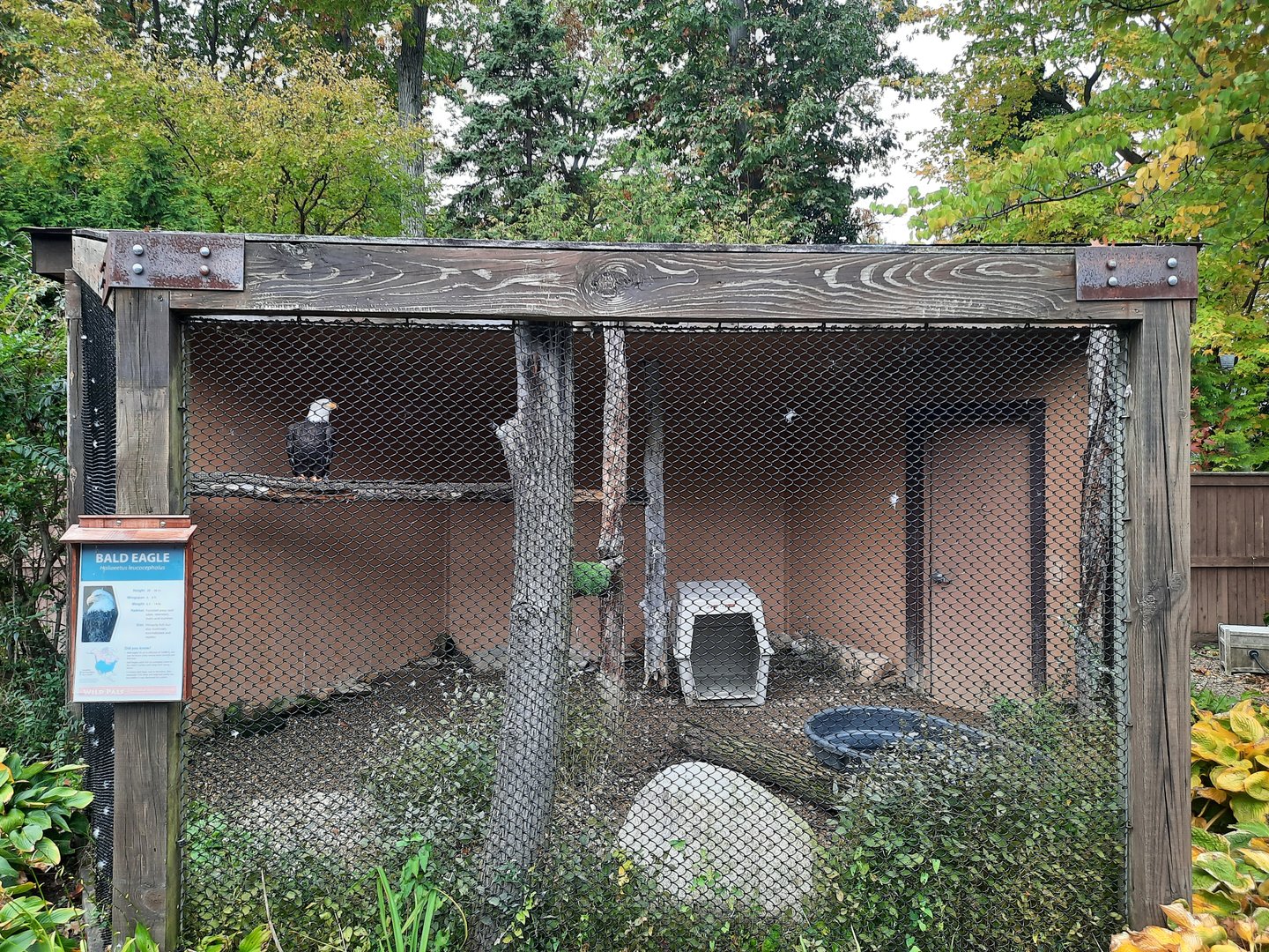 Bald Eagle Exhibit