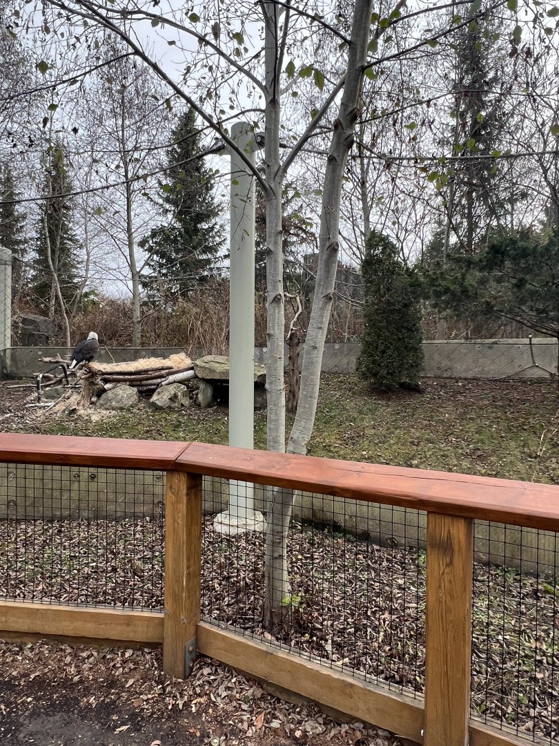 Bald Eagle Exhibit