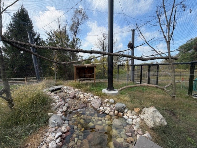 bald eagle exhibit