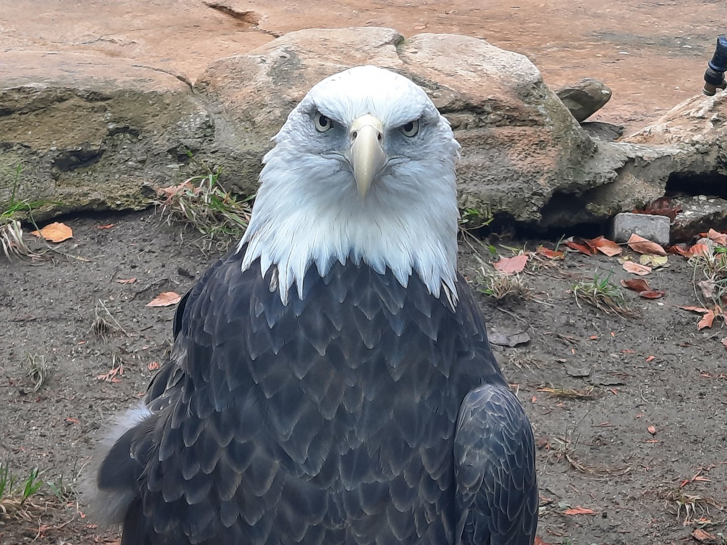 Bald Eagle Eye Contact