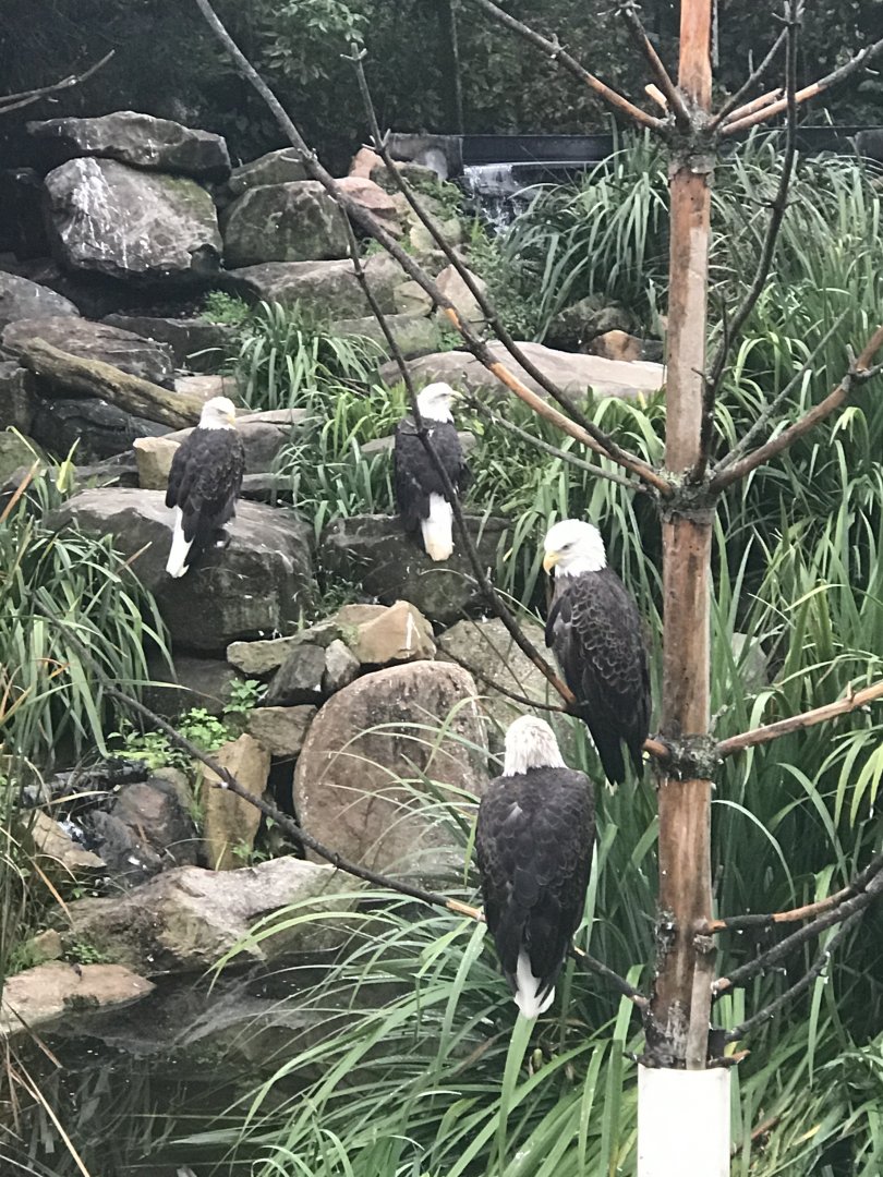 Bald eagle flock