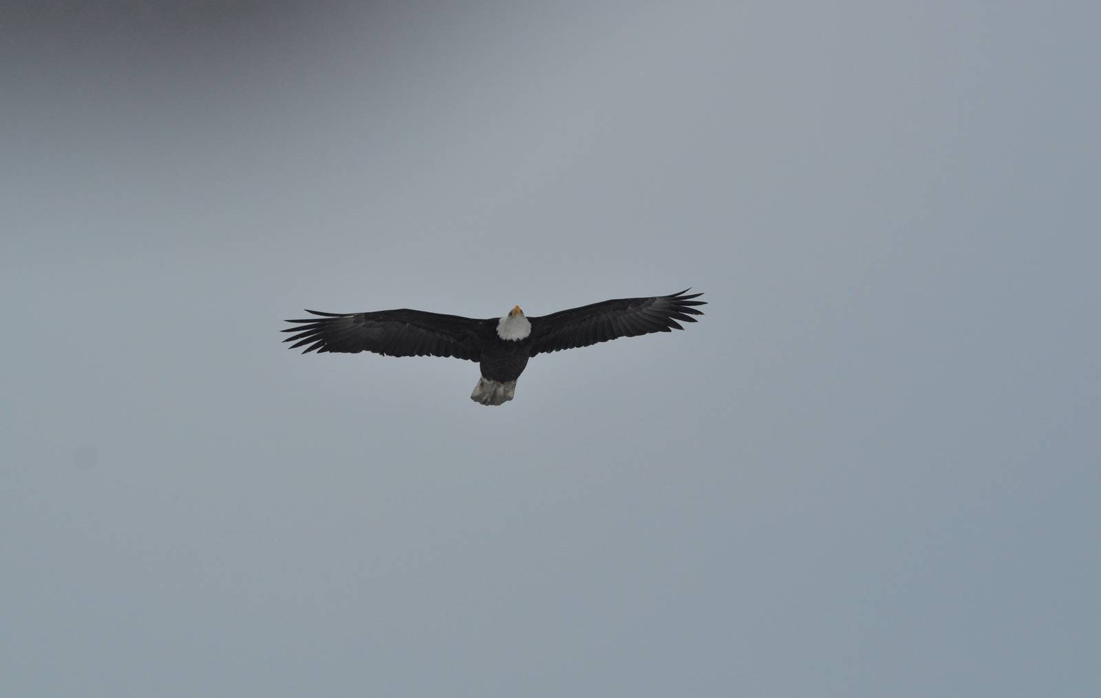 Bald Eagle flying over Ship Creek - Alaska
